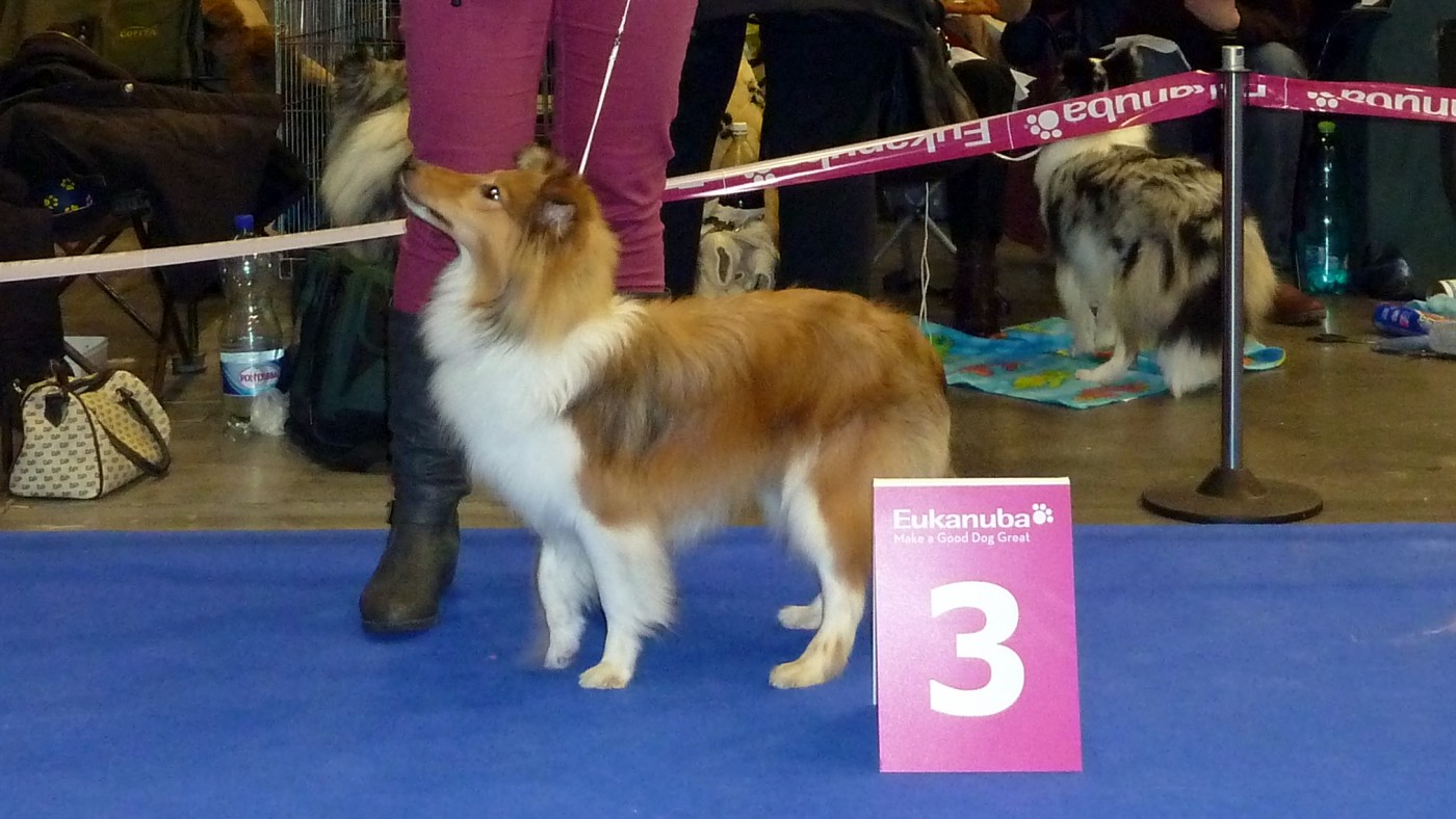 Mezinárodní výstava psů DuoCacib Brno 2.2.2013